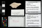 Foto (Objekt + Etikett) von Cracensigillatus acutirostris (Moericke, 1889)  (NHMW-GEO-2014-0194-0228)